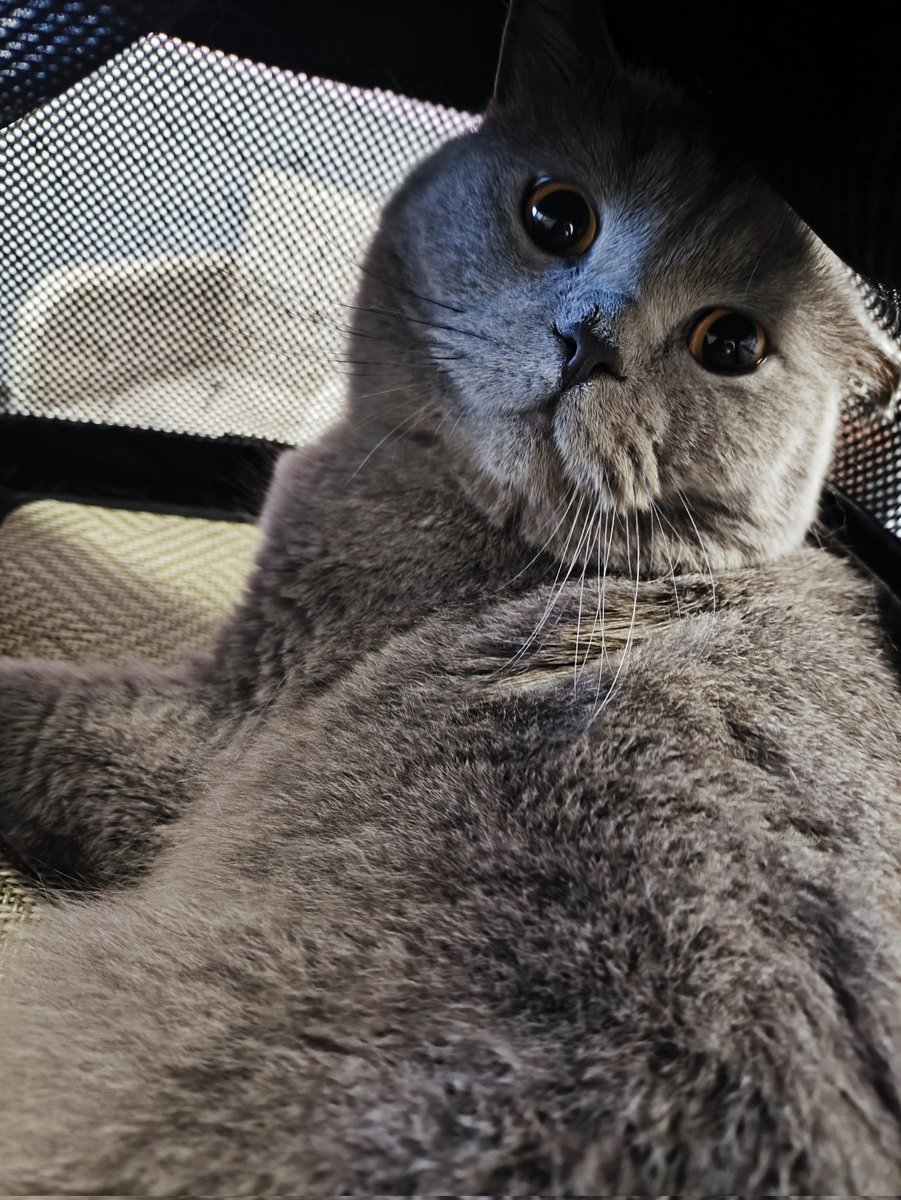 Meine Fellausbeute gestern von einer BHK Katze ❤️
#katzenliebe #fellpflege #maisach #Muenchen #katzensalon