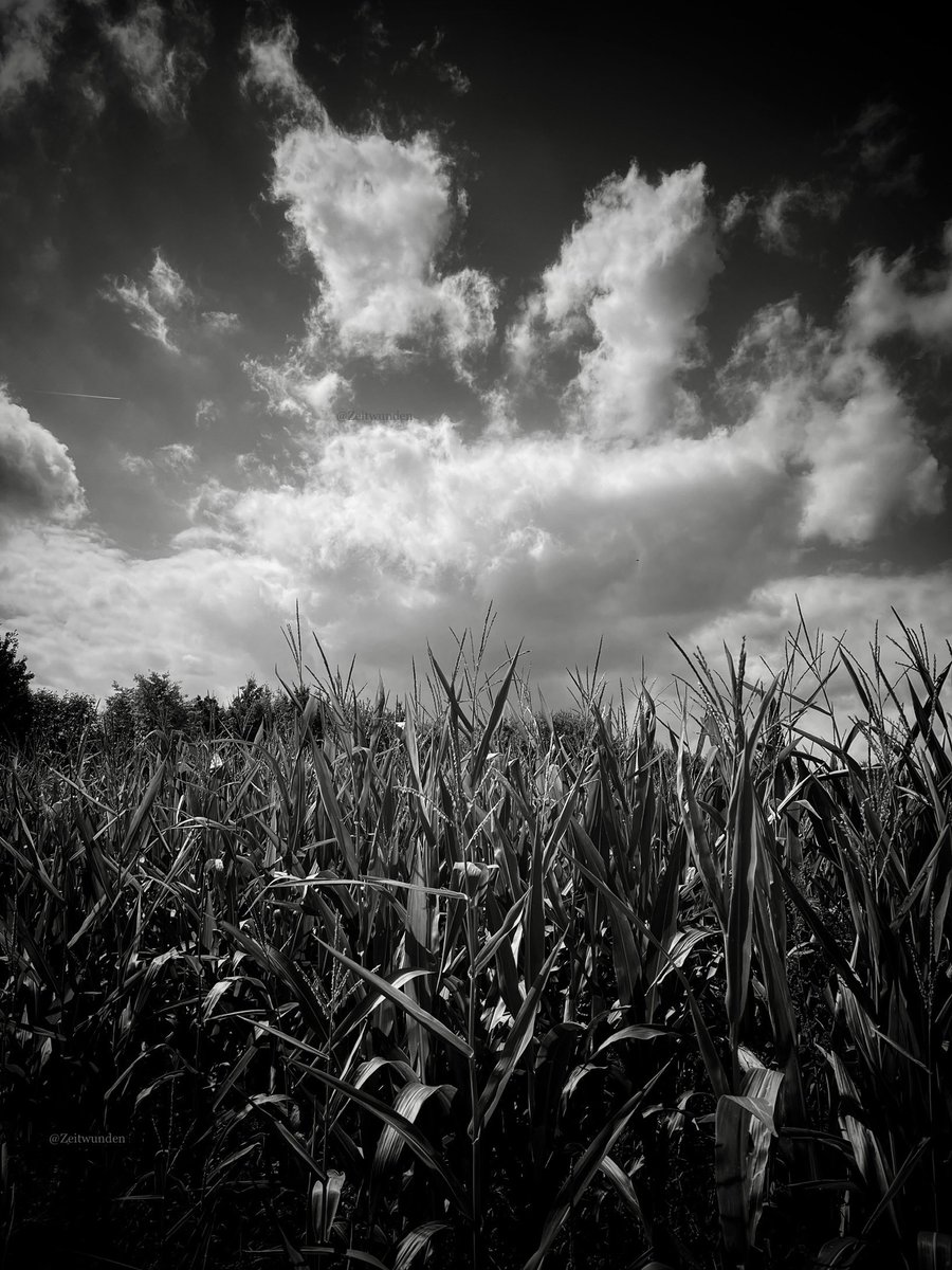 ƵϢ (@zeitwunden) on Twitter photo 