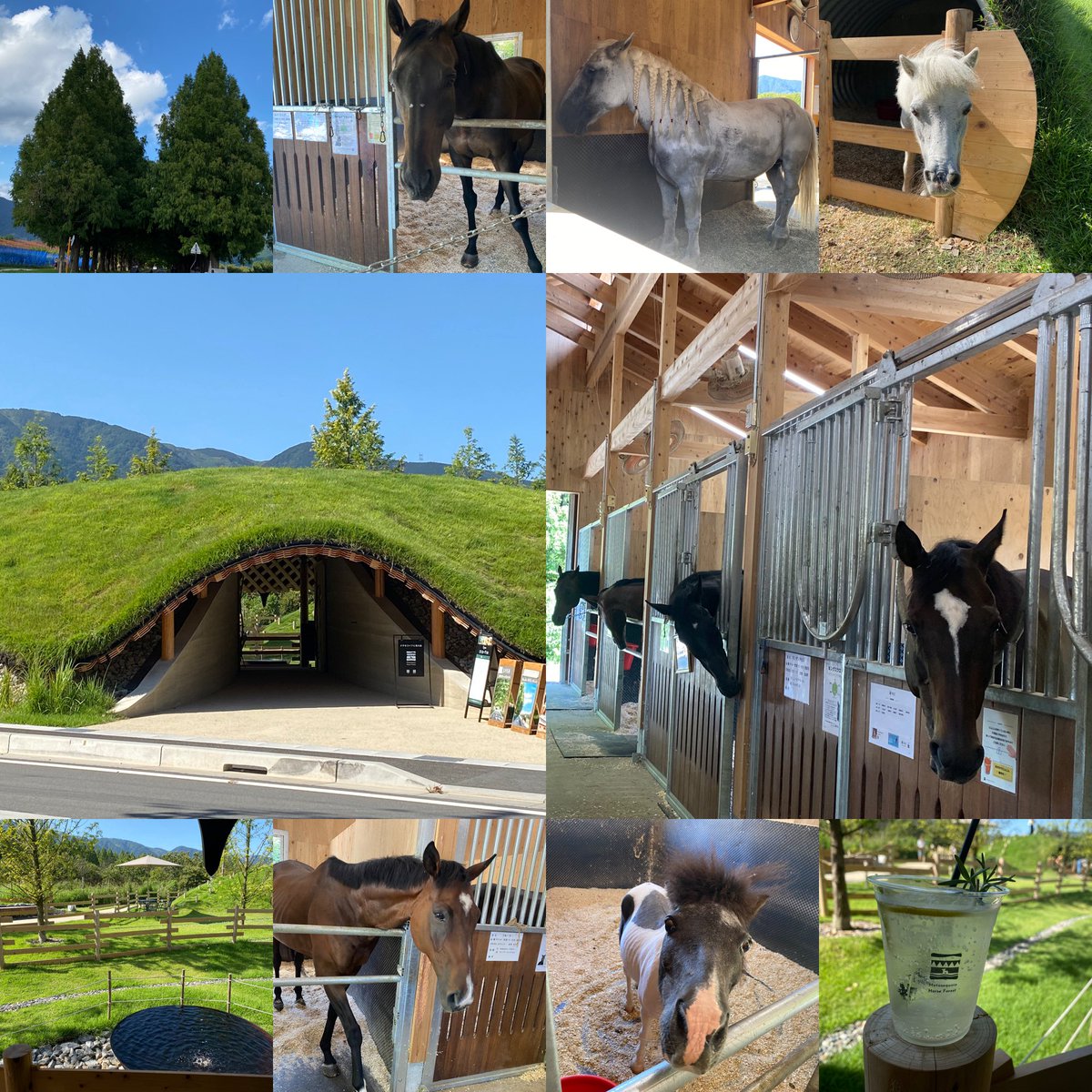 0320Betty_0810's tweet image. マキノ高原🌲
&quot;メタセコイアと馬の森&quot;

引退競争馬🏇さん達が
セラピーホースとして
第二の馬生を過ごす場所🥕✨

ポニーさん
ミニュチュアホースさん
肉馬市場からきて
健気に活躍してる子も...

可愛いだけでなく
とても賢い𓂃◌𓈒𓐍🐴🥕
改めてそう思う✨

#メタセコイアと馬の森
#引退競争馬
#TCC