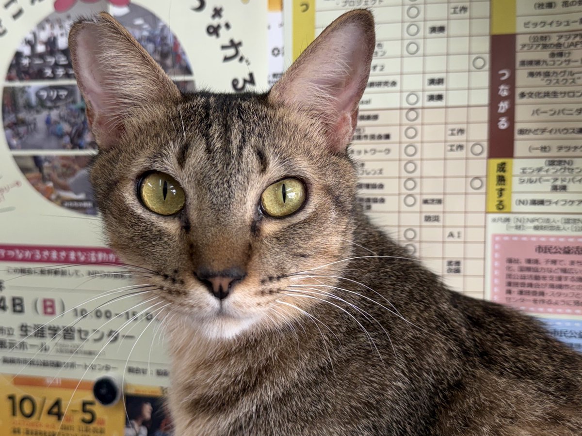 修正作品　プカプカ猫 すずつむふう【我が家の可愛い猫's】 on X: 