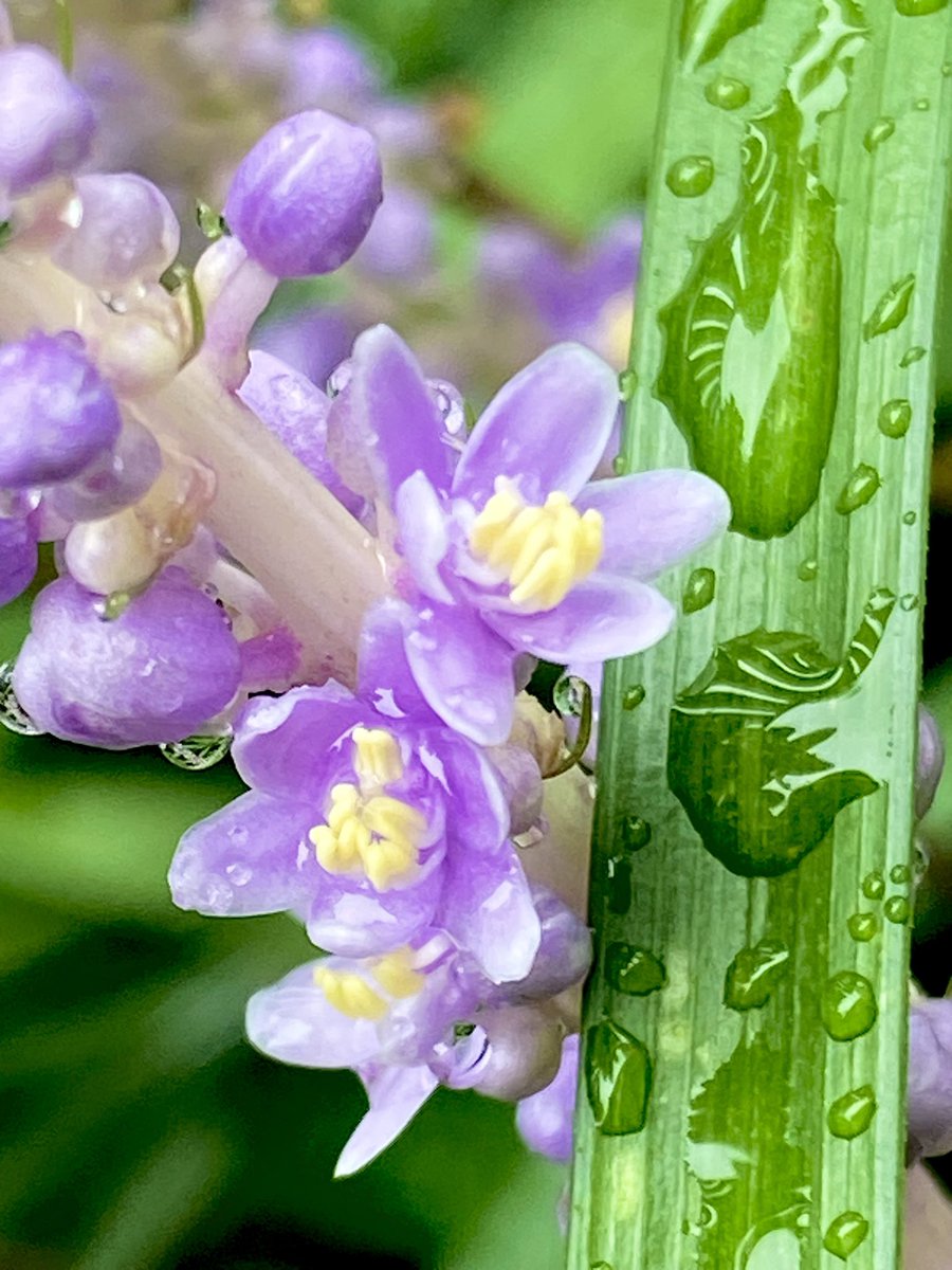 9月7日 ヤブラン(薮蘭)
#花めくり
地味な植物なれど、淡い紫がゆかしい花と、ついで黒い丸い実をつける。ランとは無関係なのに葉がシュンランに似てることからこの名がついたとか。
万葉集の「菅(山菅)」はこの植物だという説もあるそうな。信憑性はやや低め。