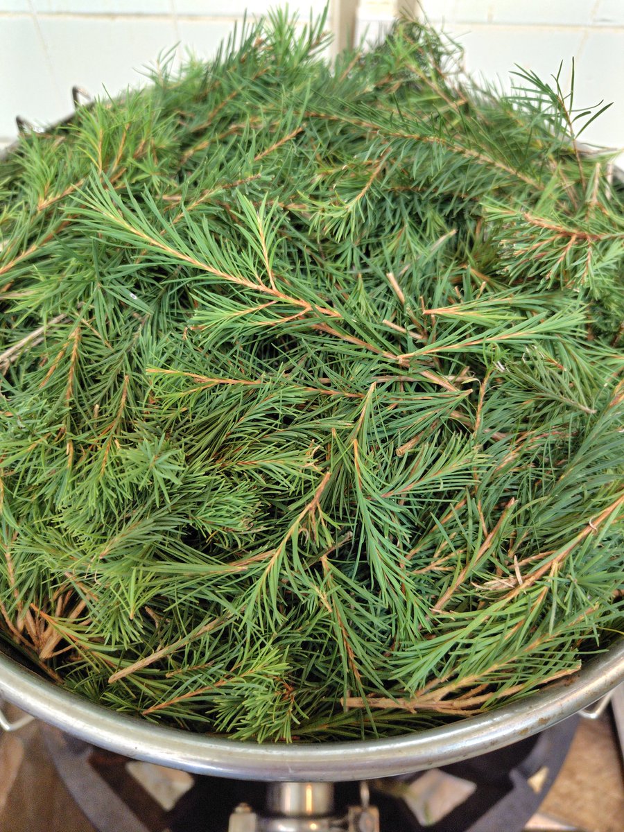 nauhia_herb's tweet image. ティーツリー蒸留。精油の層がキラキラ✨ 部屋中いい香り〜✨

#ティーツリー
#teatree
#herbwater 
#hydrosol