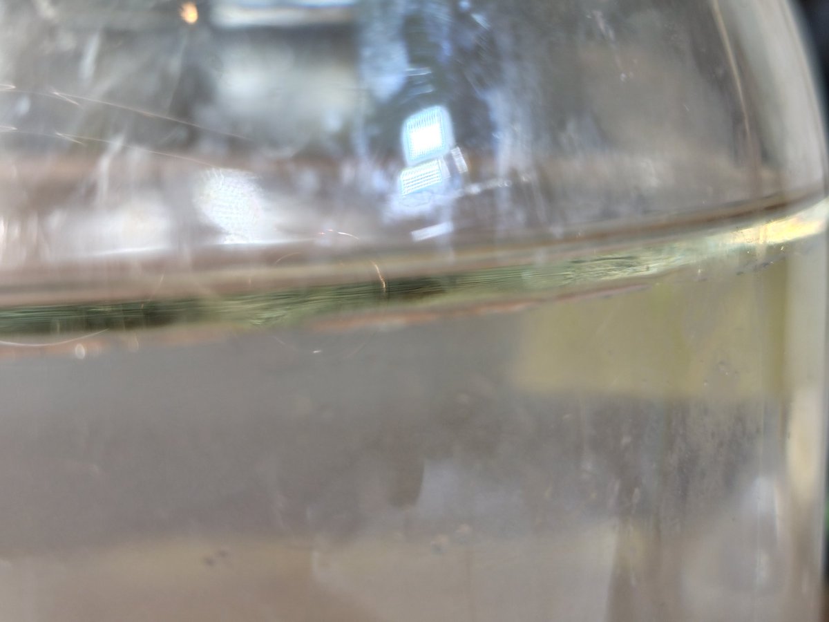 nauhia_herb's tweet image. ティーツリー蒸留。精油の層がキラキラ✨ 部屋中いい香り〜✨

#ティーツリー
#teatree
#herbwater 
#hydrosol