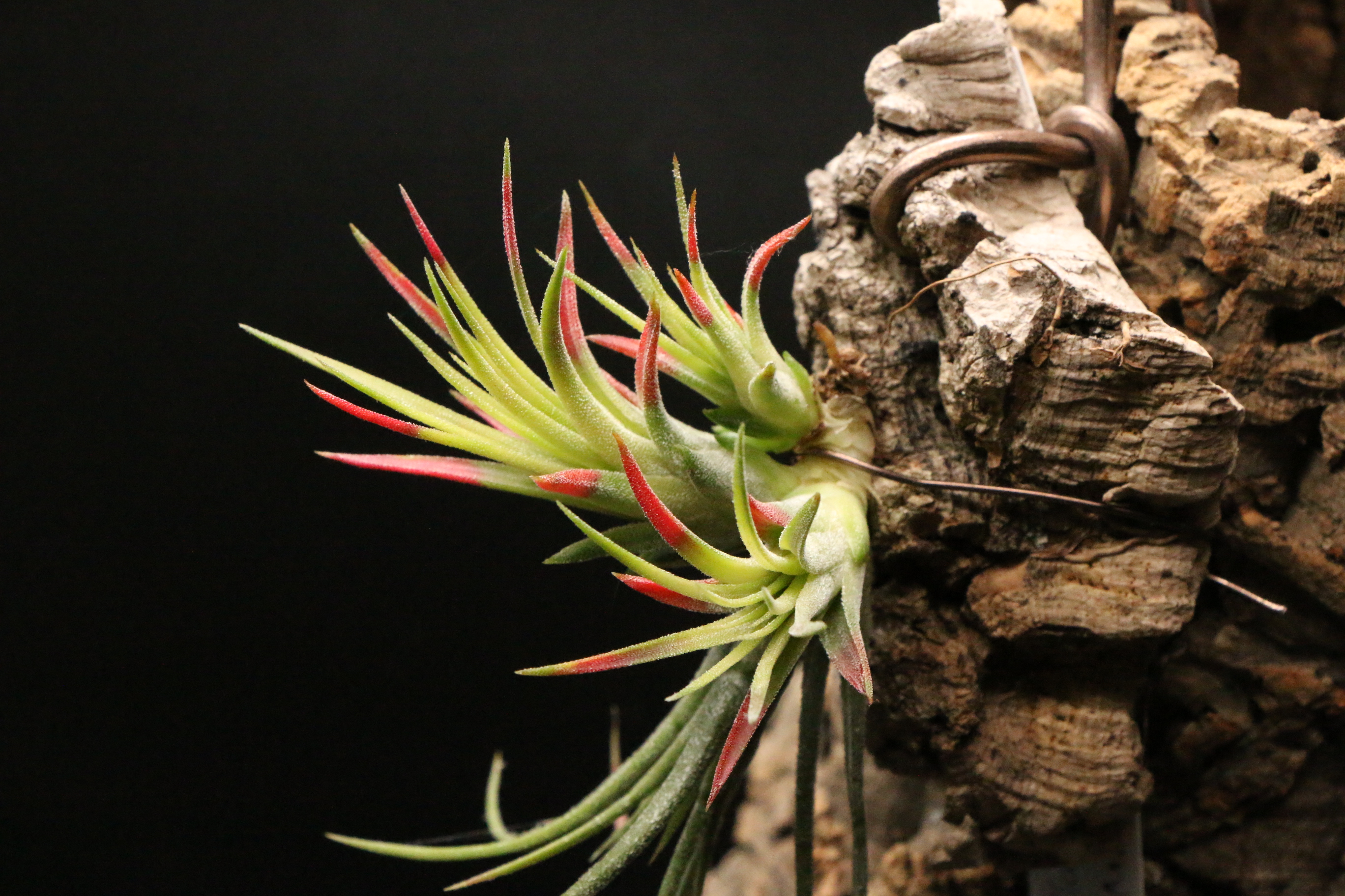 Tillandsia ヒルタ x+y)! (@tillandsia125) / X