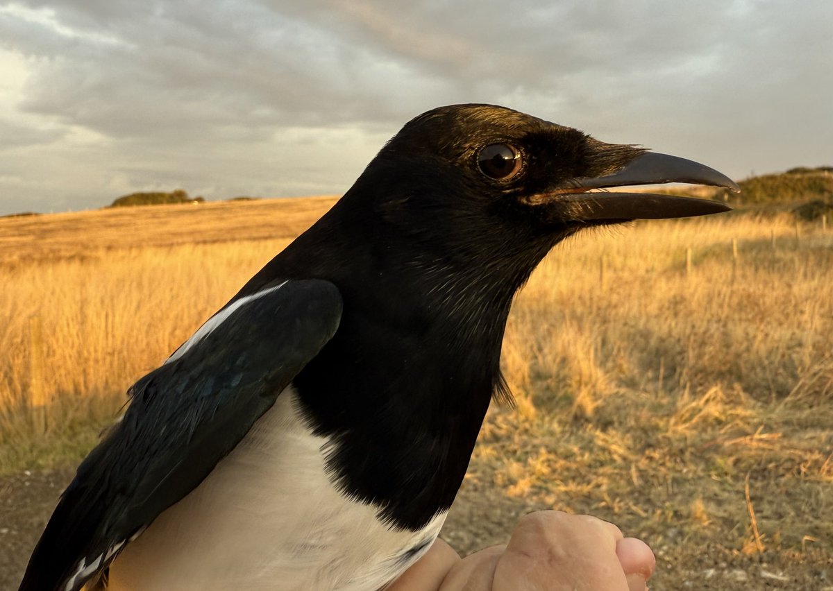 Mark Cutts (@slashercutts) on Twitter photo This bird is waaaay overdue. My 67th species trapped and ringed in #culverwell #birdringing <a href="/PortlandBirdObs/">Portland Bird Observatory</a> This bird is waaaay overdue. My 67th species trapped and ringed in #culverwell #birdringing <a href="/PortlandBirdObs/">Portland Bird Observatory</a>