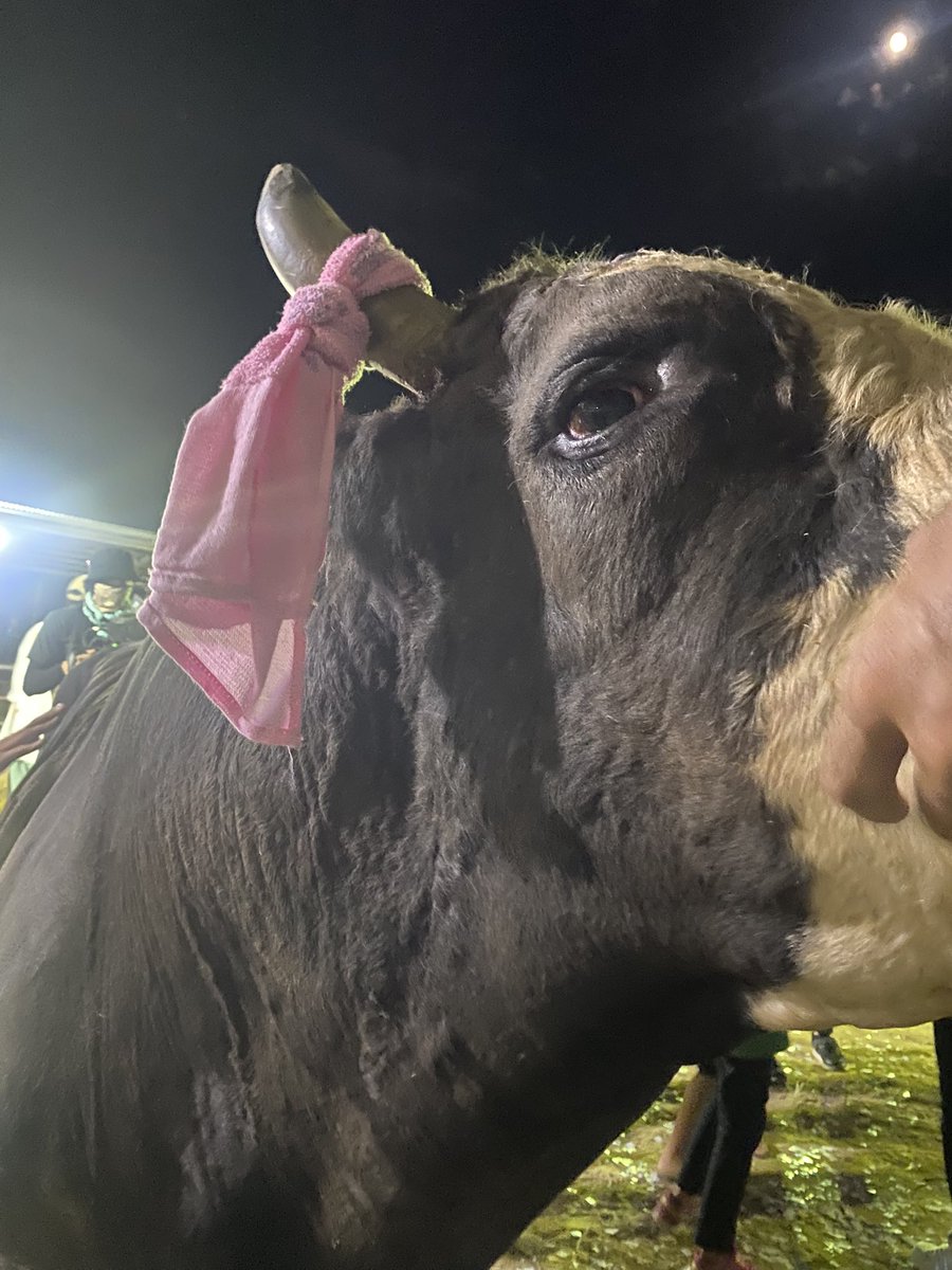 先週から石垣島に来ております

旧盆期間なので
エイサーやアンガマーを見れた。
八重山のご先祖様との繋がりの大切にする心に触れております。

そして、旧盆ナイト観光闘牛へ🐮

しばらく島暮らし🏝️