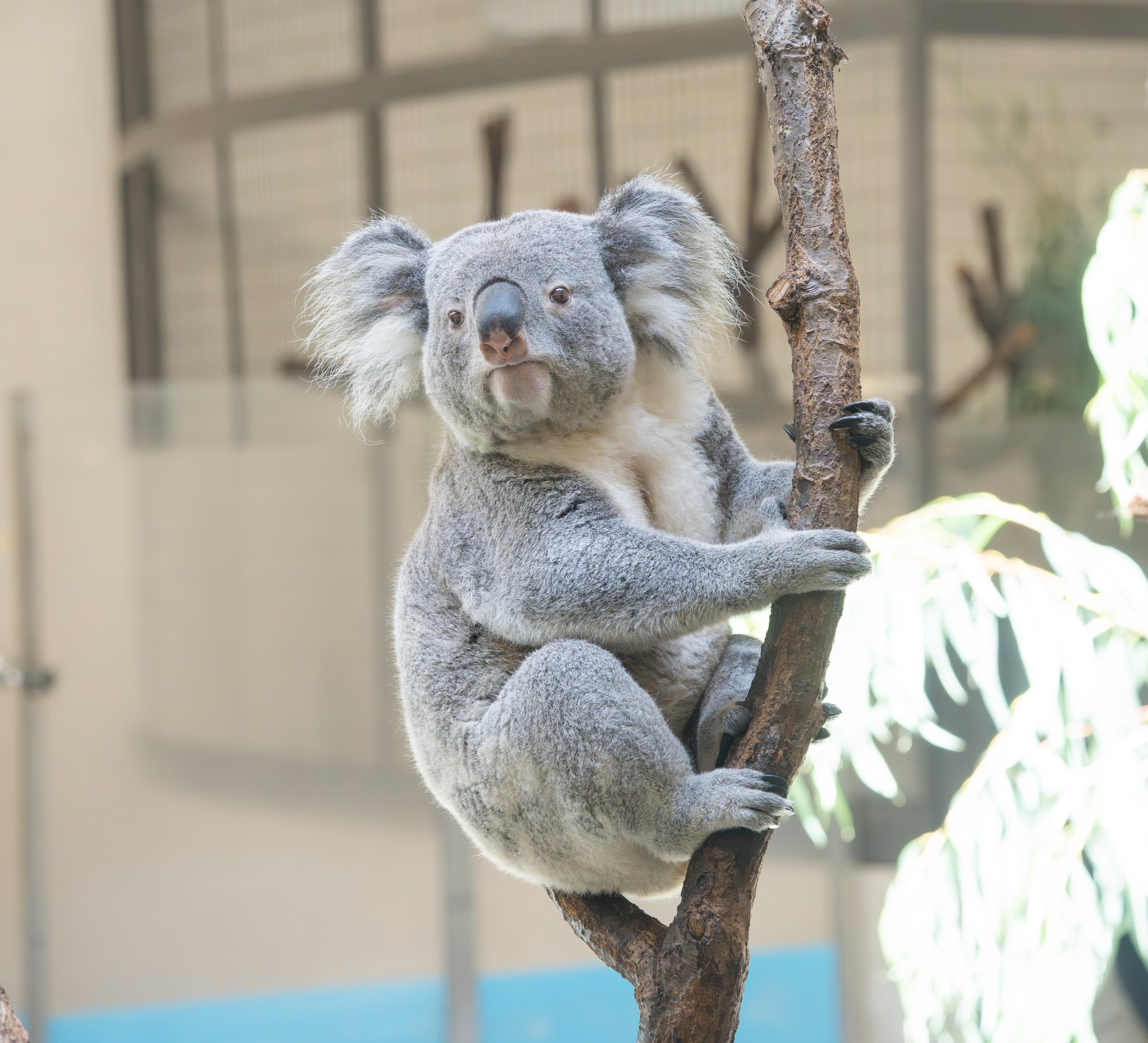 もふもふ 楽天市場】MOFMOFRIENDS（モフモフレンズ） ブリティッシュ
