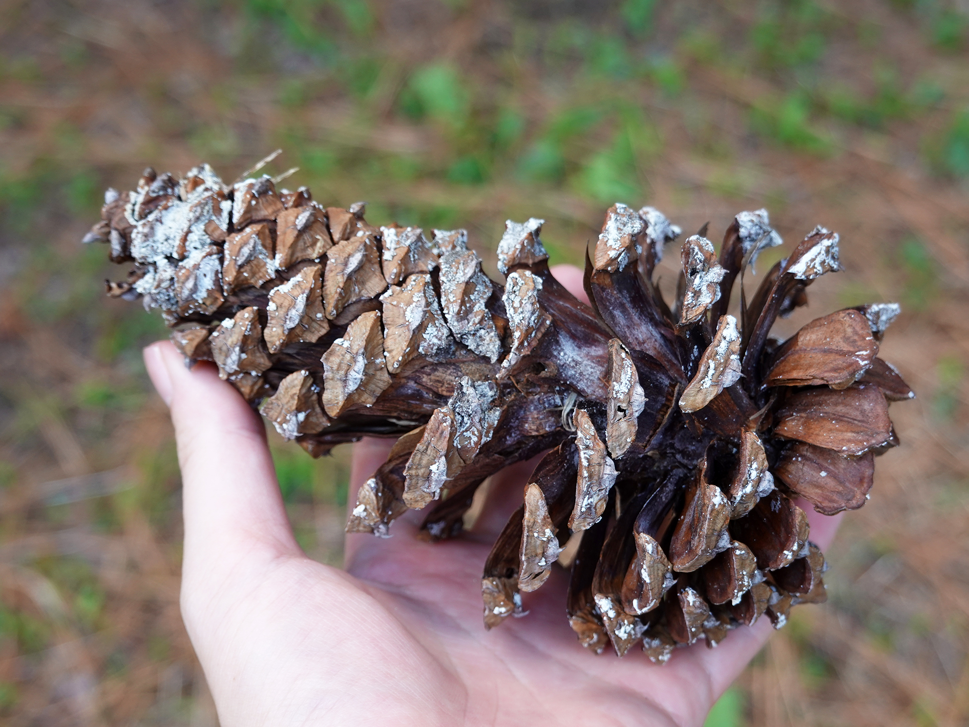 巨大 松ぼっくり 松笠 世界最重量 1.1kg オオミマツ コウルテリマツ