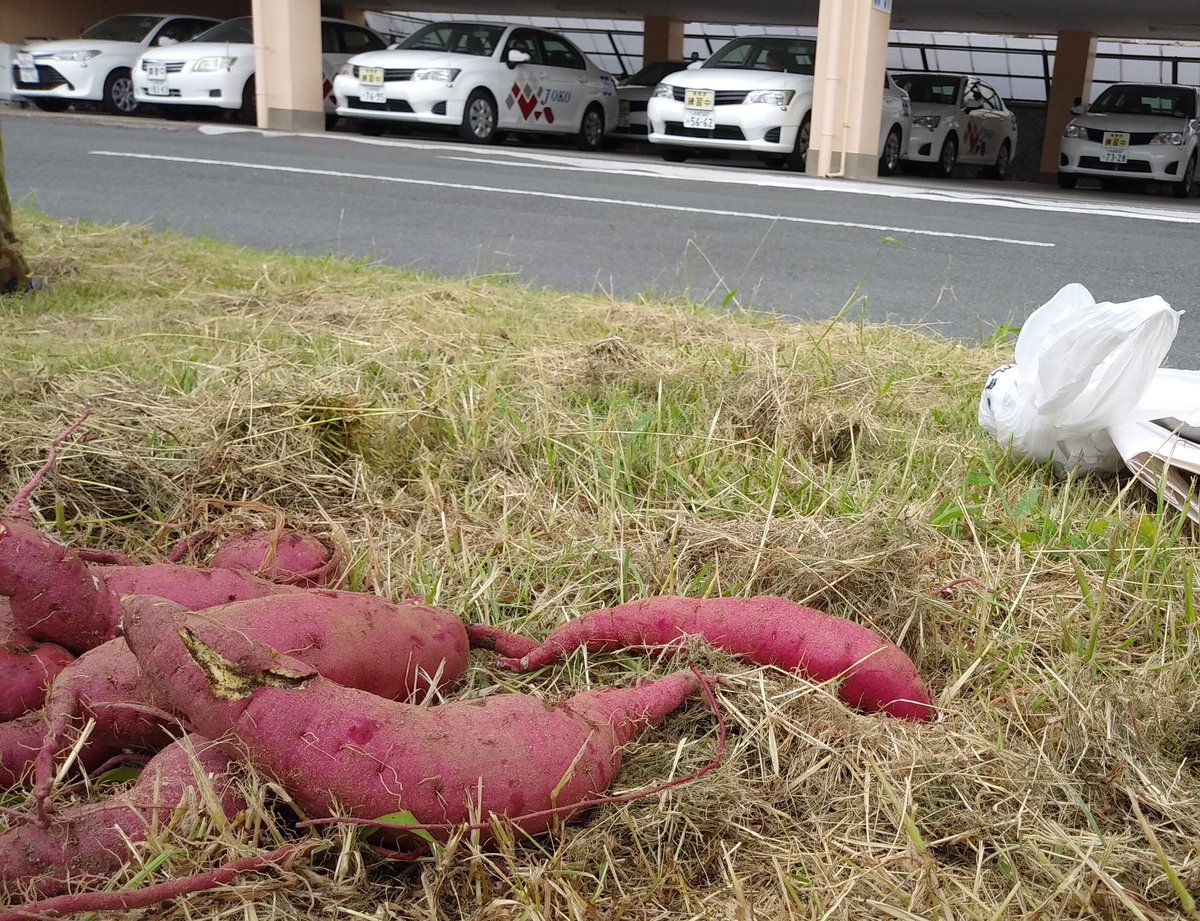 joko_drivers's tweet photo. サツ��イモ🍠収穫しました^ ^ https://t.co/fY5lyHUE8E