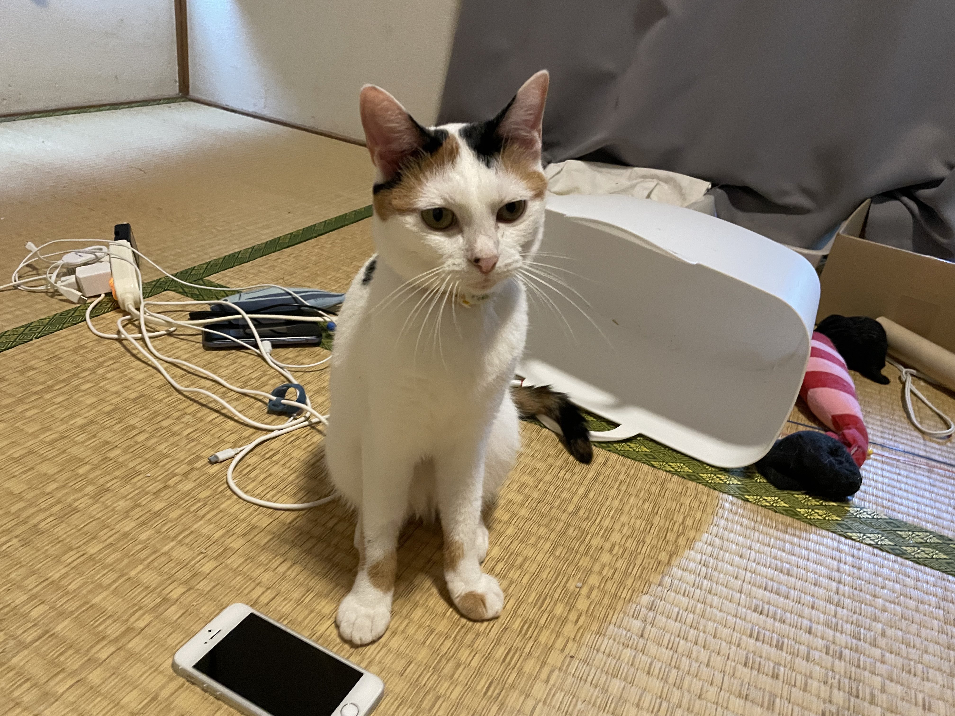 にゃんちくだいすきくらぶ on X: 