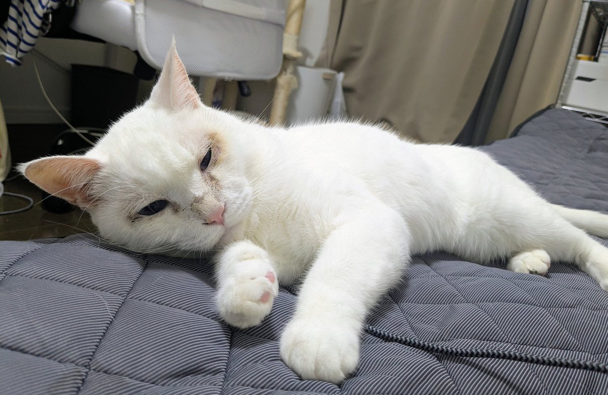 euphoria_healer's tweet image. 筋肉隆々、そして毛並みつやつや🤣
猫のカリカリは人間のメシを節約してでも絶対高いやつを使った方が良い🤣 500g 1000円以上はマスト。加えて肉をあげる。 あとはタウリン(人用のサプリメント)、うちは濃縮ミネラルも与えてますが自己責任で。#猫の健康