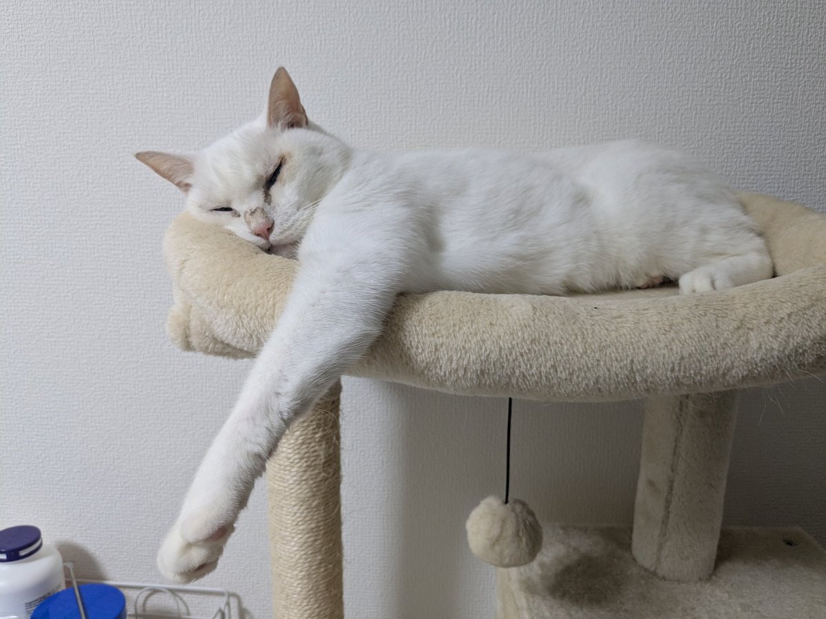 euphoria_healer's tweet image. 筋肉隆々、そして毛並みつやつや🤣
猫のカリカリは人間のメシを節約してでも絶対高いやつを使った方が良い🤣 500g 1000円以上はマスト。加えて肉をあげる。 あとはタウリン(人用のサプリメント)、うちは濃縮ミネラルも与えてますが自己責任で。#猫の健康