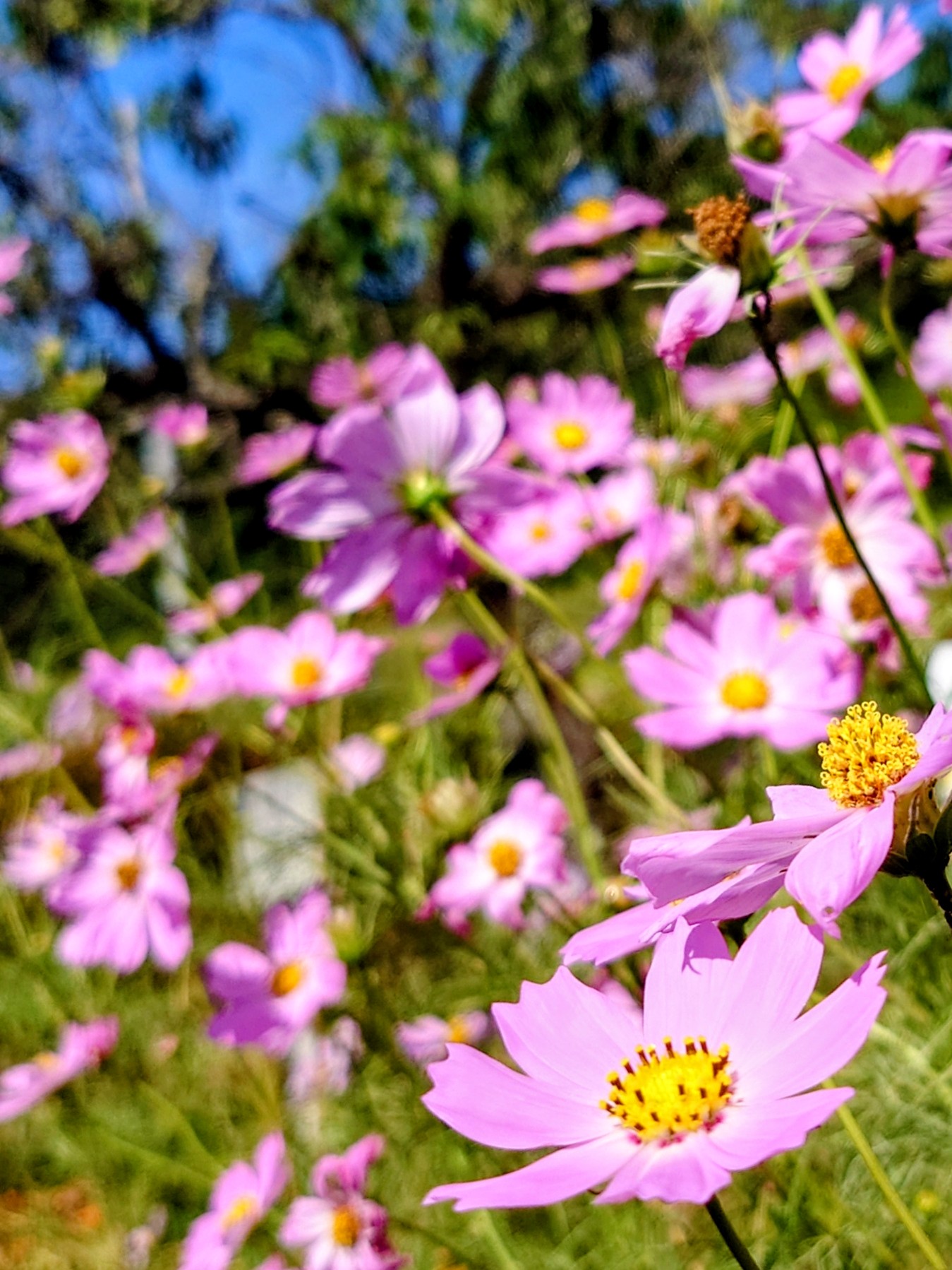 秋桜♡ flowers 秋桜 - 版画家 小暮真望