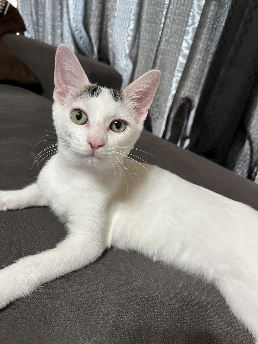 初フォルちゃん🐈