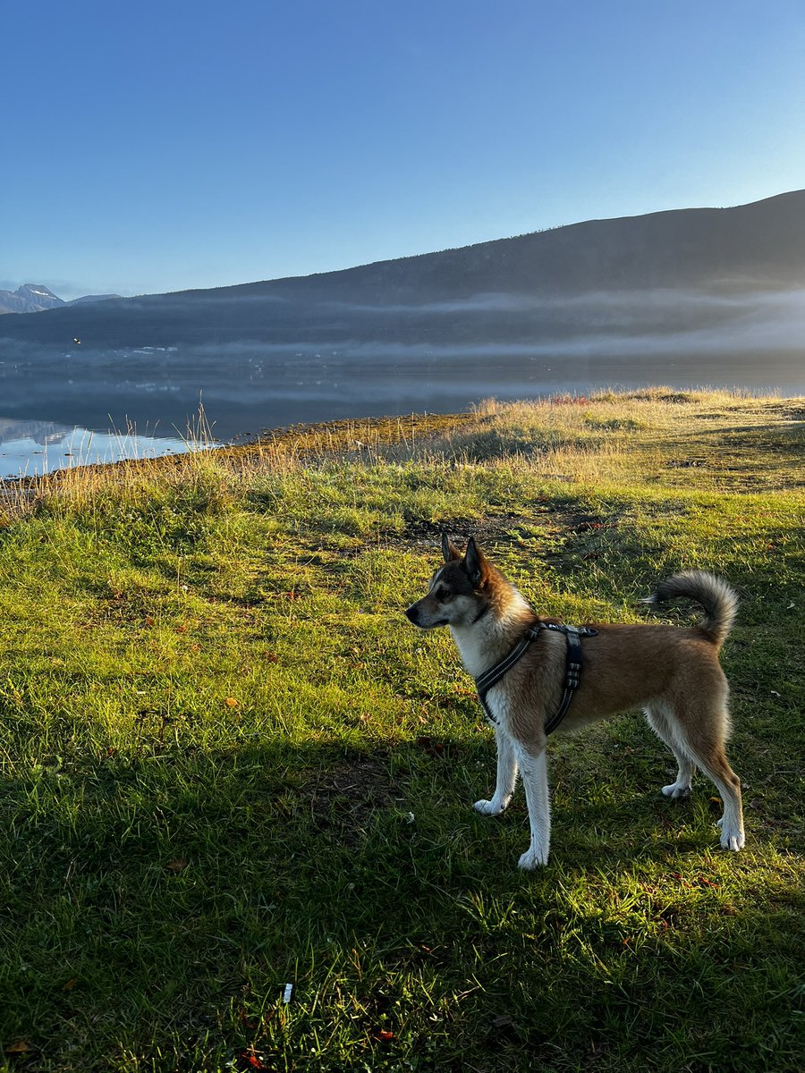Минус ночевки в палатке: просыпаешься неприлично рано. 
Я уже три часа как проснулась (с рассветом), собрала палатку, пришла домой (пляж, где ночевала в 1,5 км от дома), сделала завтрак, кофе, а все в мире еще спят. 

Еще вчера нам чуток сияние показали.