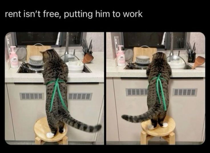 ShouldHaveCat's tweet photo. https://t.co/EvBGUZWdCJ