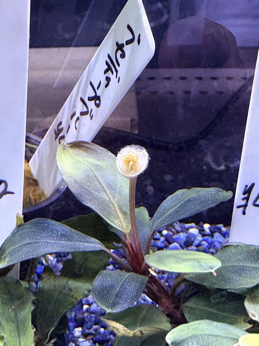 5/3まで　Bucephalandra Blue llic 2株 bucephalandra - Search / X