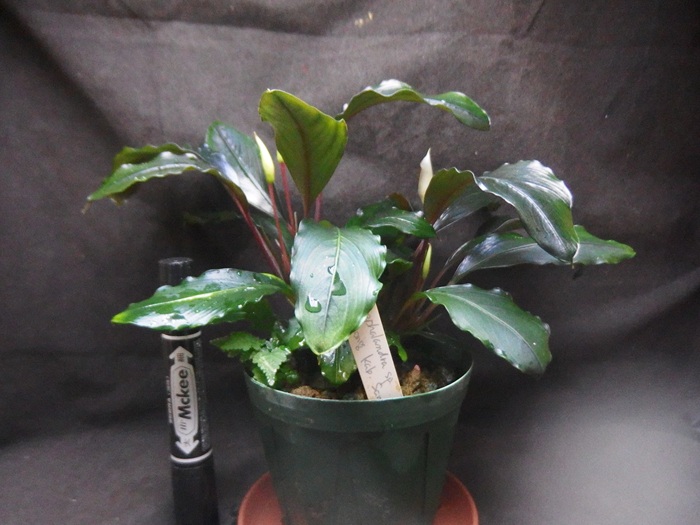 ブセファランドラ sp. Entikong(B.アカンサ？)。 いわゆるウンティコン