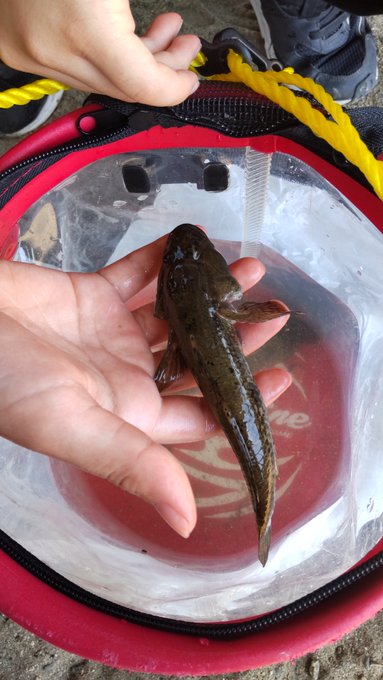 HAZE釣ってました 