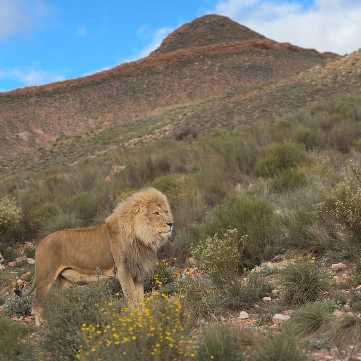 r9xil's tweet photo. 🇿🇦 https://t.co/V7QlkpntNm