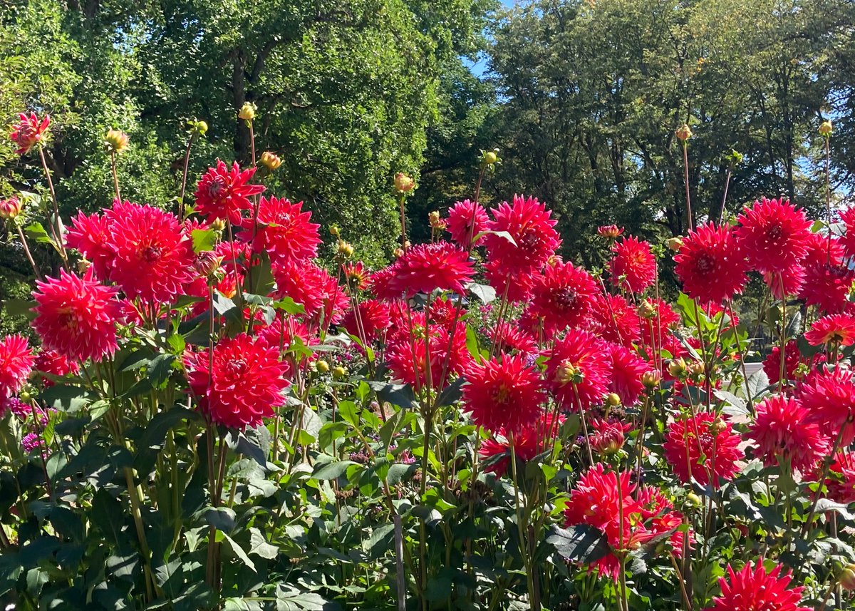 Guten Morgen und einen schönen Sonntag euch allen!
#kleineFreudendesTages 7.09.2025 #Dahlien