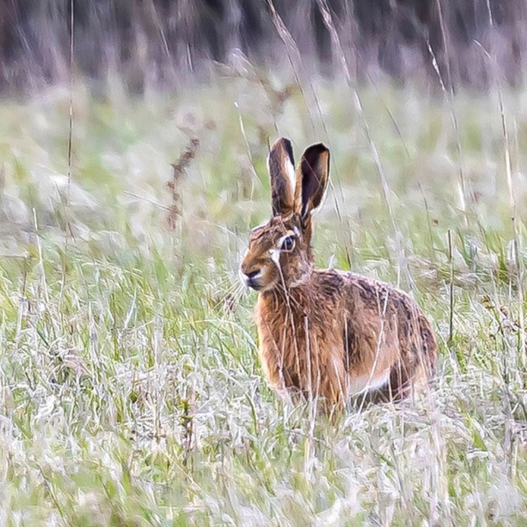CambridgePPF's tweet photo. Woodlands and Wildlife - Guided walk with our Warden to explore habitats & wildlife 🌱 Free (donations welcome). Book 👉 https://t.co/ysBr9mpQxs
or just turn up!
#thingstodoincambridge #Wandlebury https://t.co/hoPVrLiacI
