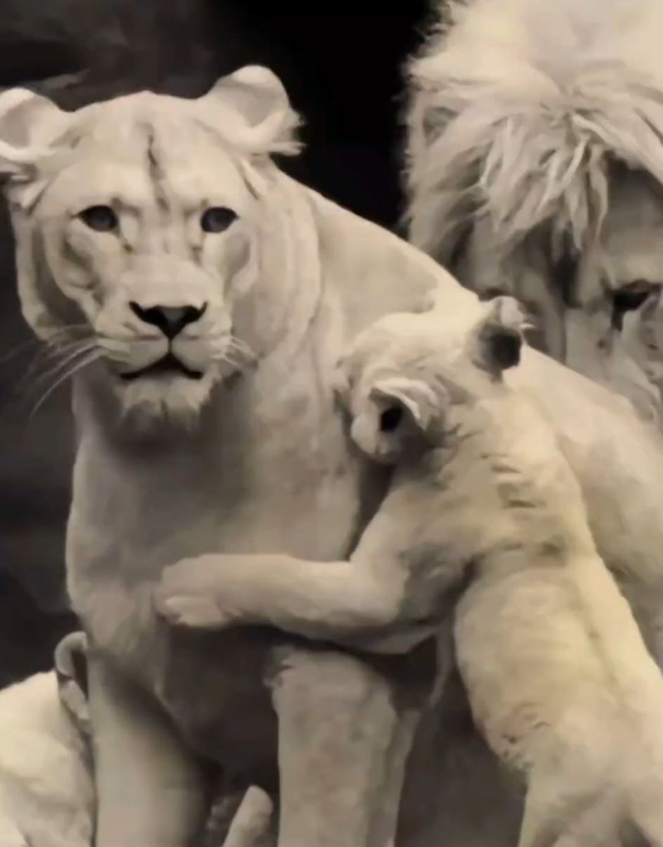 İstersen kral ol, evladının ilk sığınağı anasıdır #Babalaflar