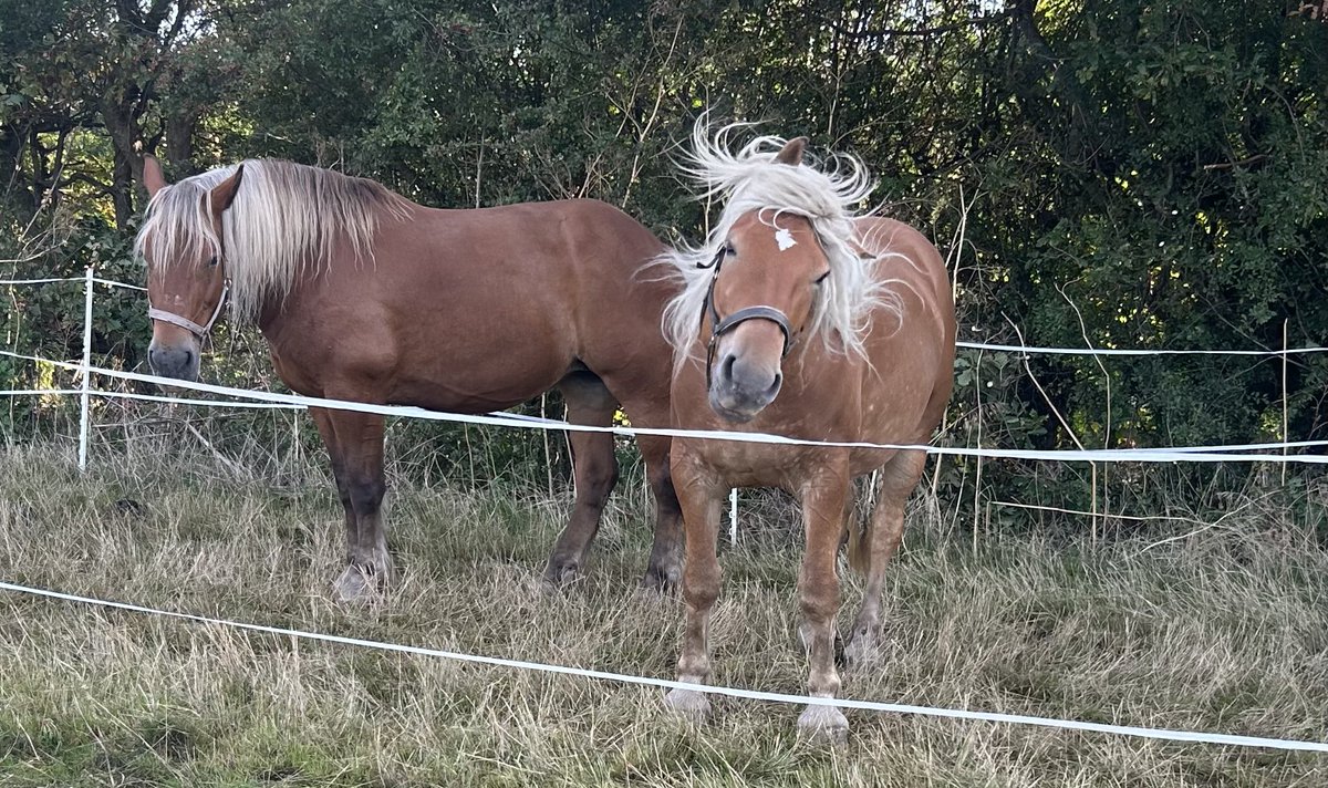 Colin Rayner tweet media