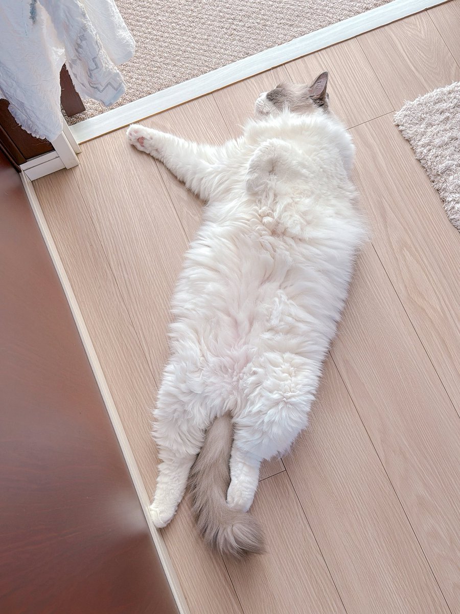 BeautyCamアプリのAIフィギュア機能を使って可愛いフィギュアになっちゃったほたてくんです✨

アプリは無料で写真を選ぶだけで簡単に作れちゃいます♪
みんなも是非やってみてね😽💕
<a href="/BeautyCam_JP/">BeautyCam(ビューティーカム)</a> 
#BeautyCam