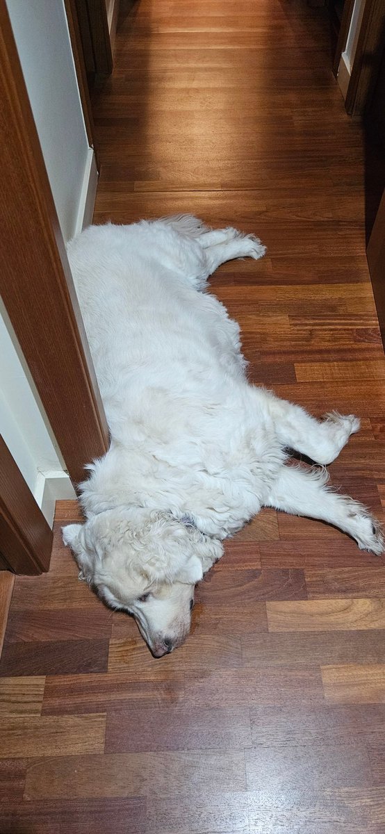 BcnFox's tweet image. Groomed Sophie but she has refused to turn around so we are done 80%. Took shower, shaved, started laundry and I will take a break before giving Lucia her Sunday bath. Then another laundry for her clothes. We keep going. #FailureIsNotAnOption✊⚕️