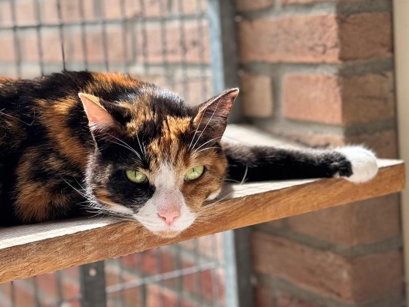 GoudenMandKat's tweet image. Een prachtige dame van 5 jaar met een eigen willetje. 
Ze zoekt een baasje dat kattentaal begrijpt &amp;amp; haar ruimte geeft
dierenasiels.com/dier/3A158987-…
Zaanse Stichting Dierenzorg
Tel: +31 75 615 6666
E-mail: asiel@dierenzorg.net
Verblijfplaats: Zaandam, Nederland
#kat #katten #zaandam