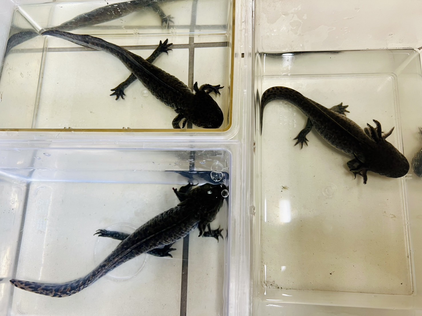 マキリ３コ一個箱なし　サラマンダー マキリ3コ一個箱なし サラマンダー様専用