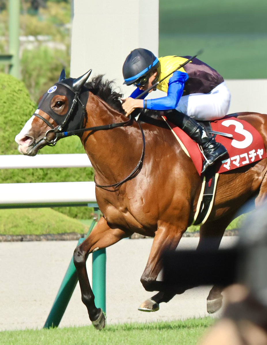 コチャ惜しいいいいいい‼️
2着、頑張ったね🐴👏🏻👏🏻👏🏻

＃ママコチャ ＃母ブチコ
＃セントウルステークス