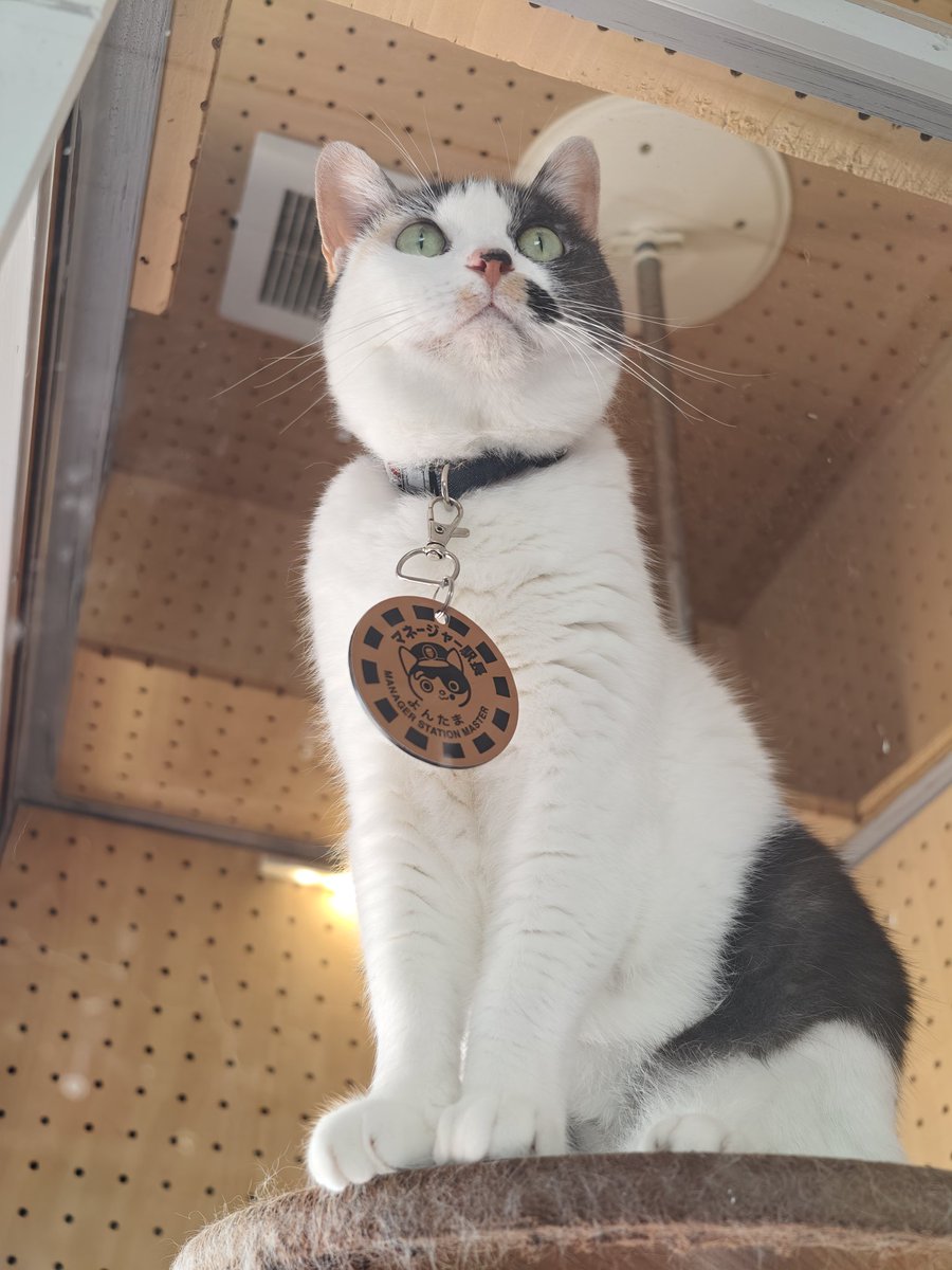 旅行猫咪 | No One but Nemo 🔜 旅行猫咪银行 tweet media