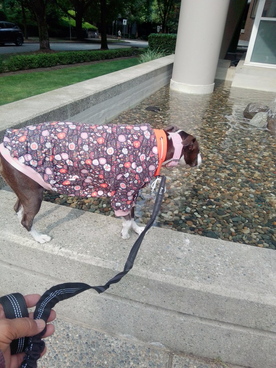 LebrockTony's tweet image. Sat🌅💧Pittie🫰🐾💙🤩💙🐾
#checkingitout #fountaindog
#watersigns #watervibes #dogs4ever #citylife #pitties #fountain #waterdog #pibbles #staffiesaturday #dogsrule #agooddaytobeadog #dogs
#MadamRiley