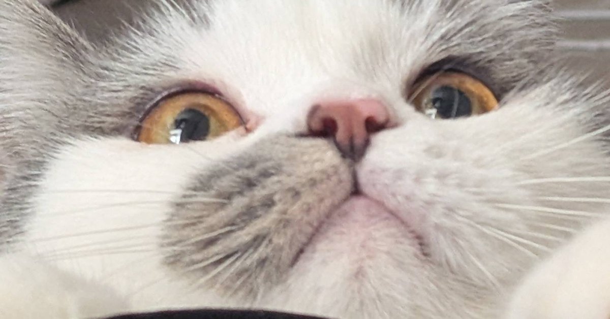 ノパルシーシャオープンしてます𓏲𓎨

のんびりしに来てください🐈

⏰15:00-Last

Staff:ひたぎ,さくら