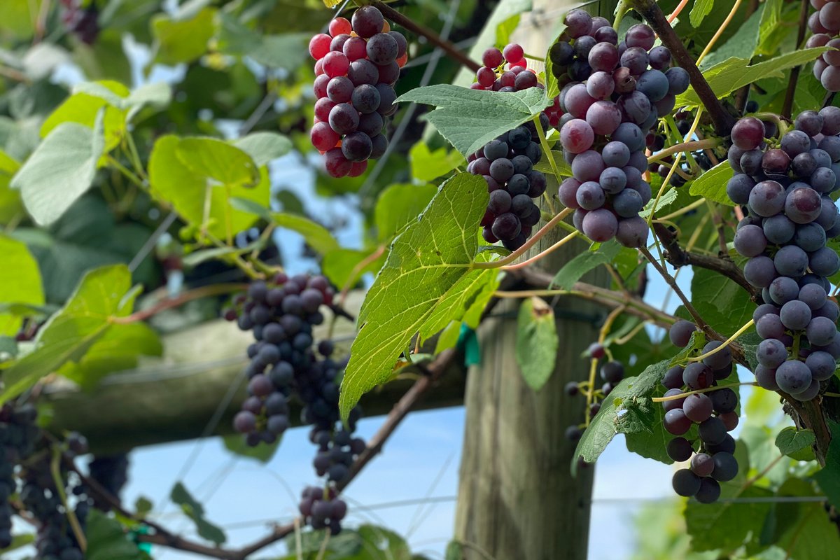 Experience the Župa Harvest - a festival of grapes, wine, sunshine, and the hardworking hands of the people of Župa who shape this famous wine region - from September 11 to 14 in Aleksandrovac!

📷 unsplash