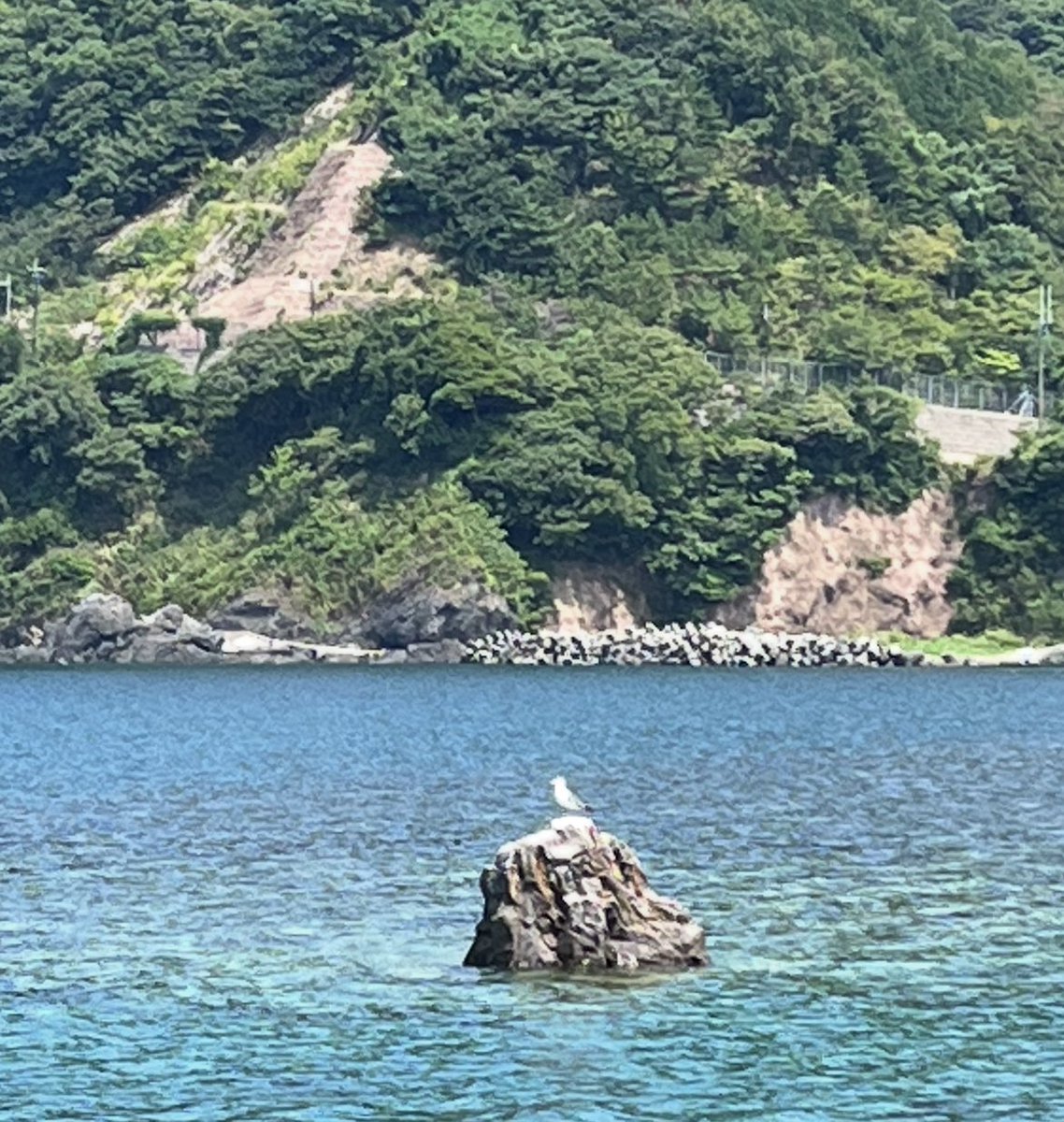 合宿地にて、岩場に佇む遠くを見つめる
鳥さんです。

✨写真に「いいね、」「リポスト」いただいた方に氣が届く様にしております。

#龍粋社
