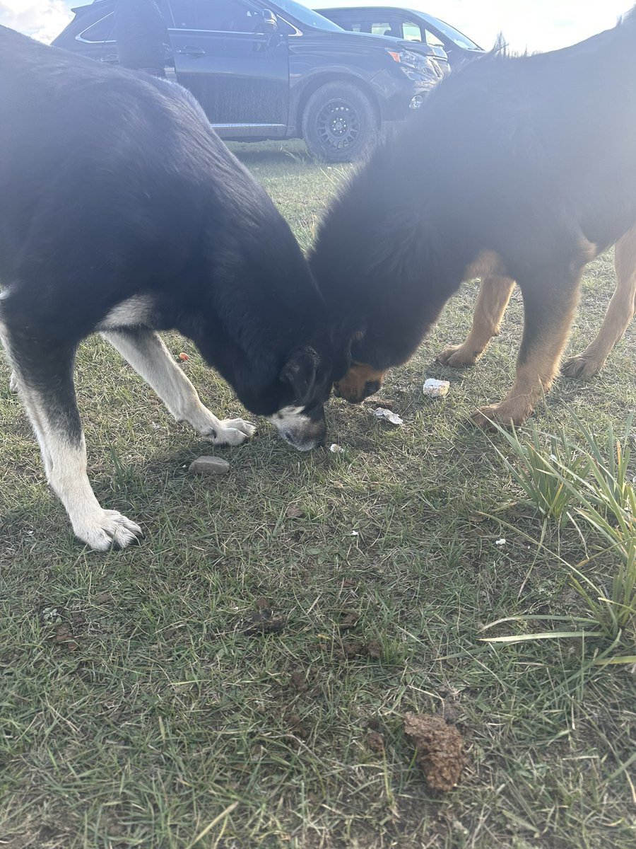 Айлын банхарууд идэх юм өгөхөөр хөөрхөн эв найрамдалтай хуваагаад идчихийн…Одооны ноход хүртэл ухаантай болчихжээ🤩😉