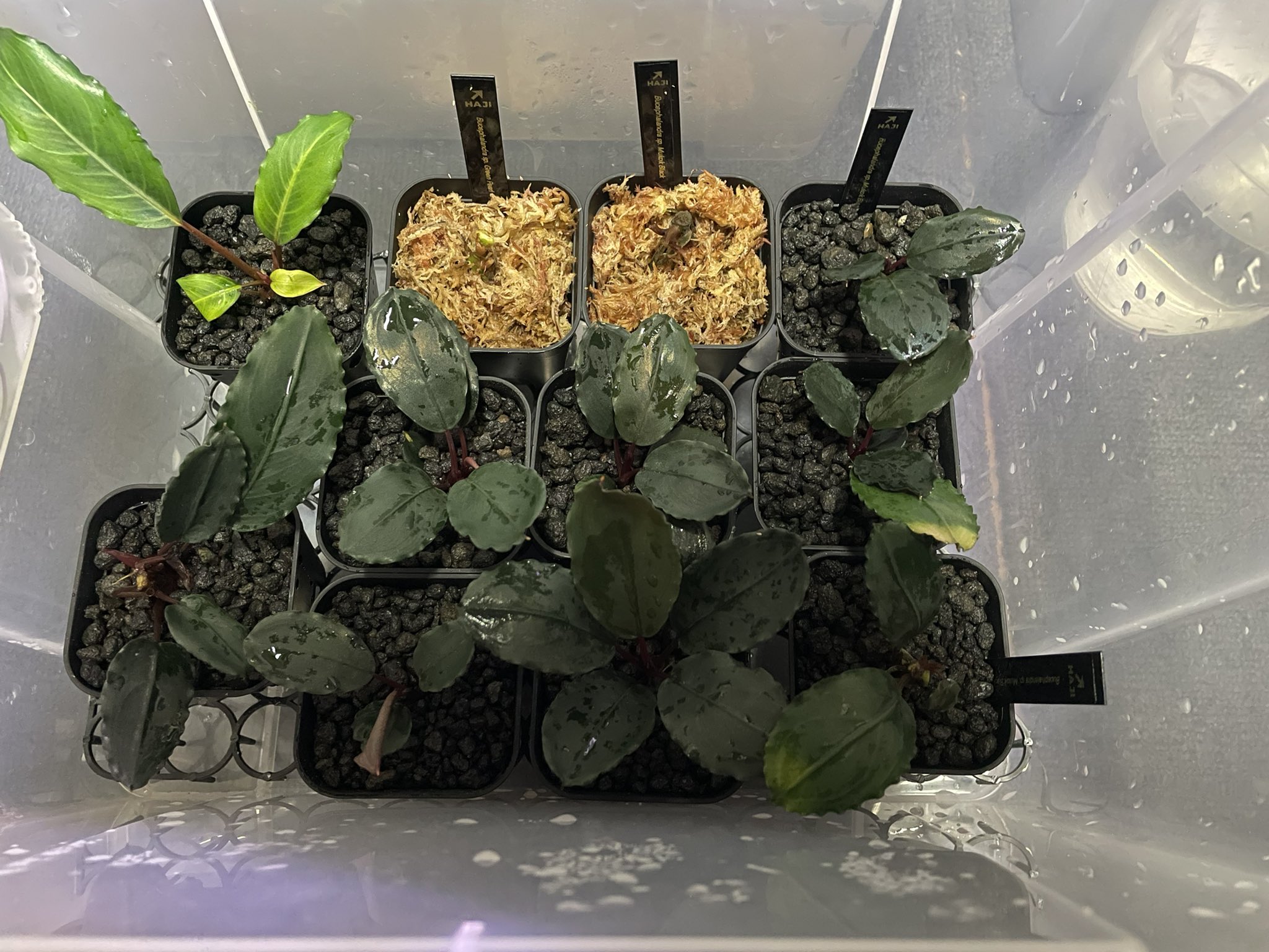 兼続-kanetuguebi🦐/HAJI plants🌱/SoraCamp