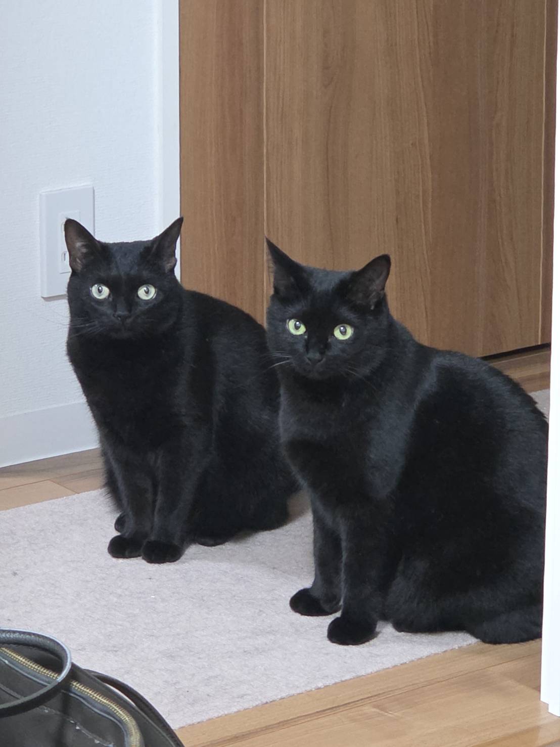 くろねこページです！ 黒猫つくねちゃん太しっぽ on X: 