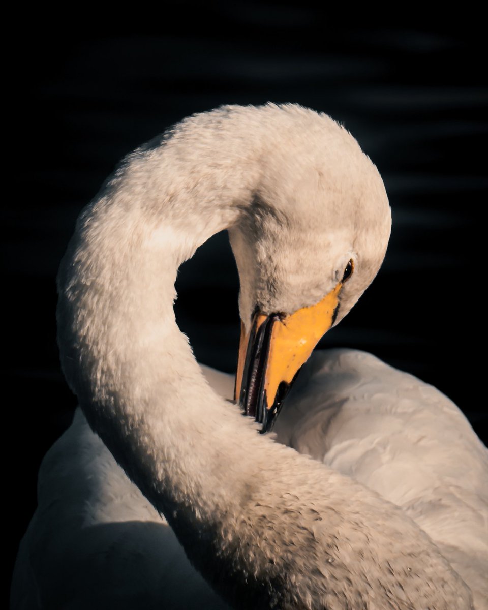monkbonk's tweet image. Have a lovely #Swanday troops… you know the drill 🤍🦢