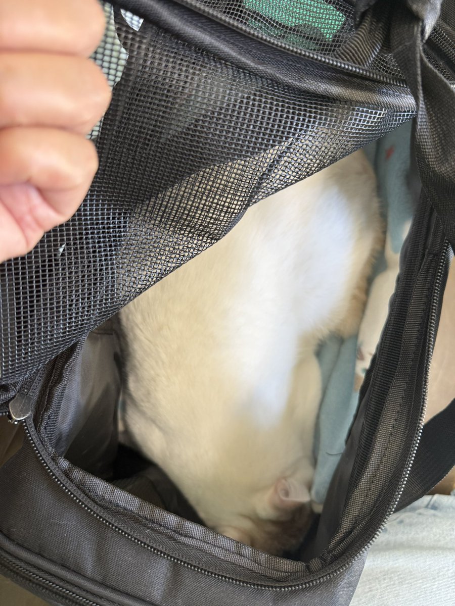 まろさん、湿疹が酷く2種類のお薬をもらってきました
舌の奥に⋯ぐぐっと入れて⋯😰
何度かペペっとされたけど 私も負けない
毛布でぐるぐる巻き巻き
何度かやったらコツをつかめた〜

みるみる良くなってきて ほっと一安心