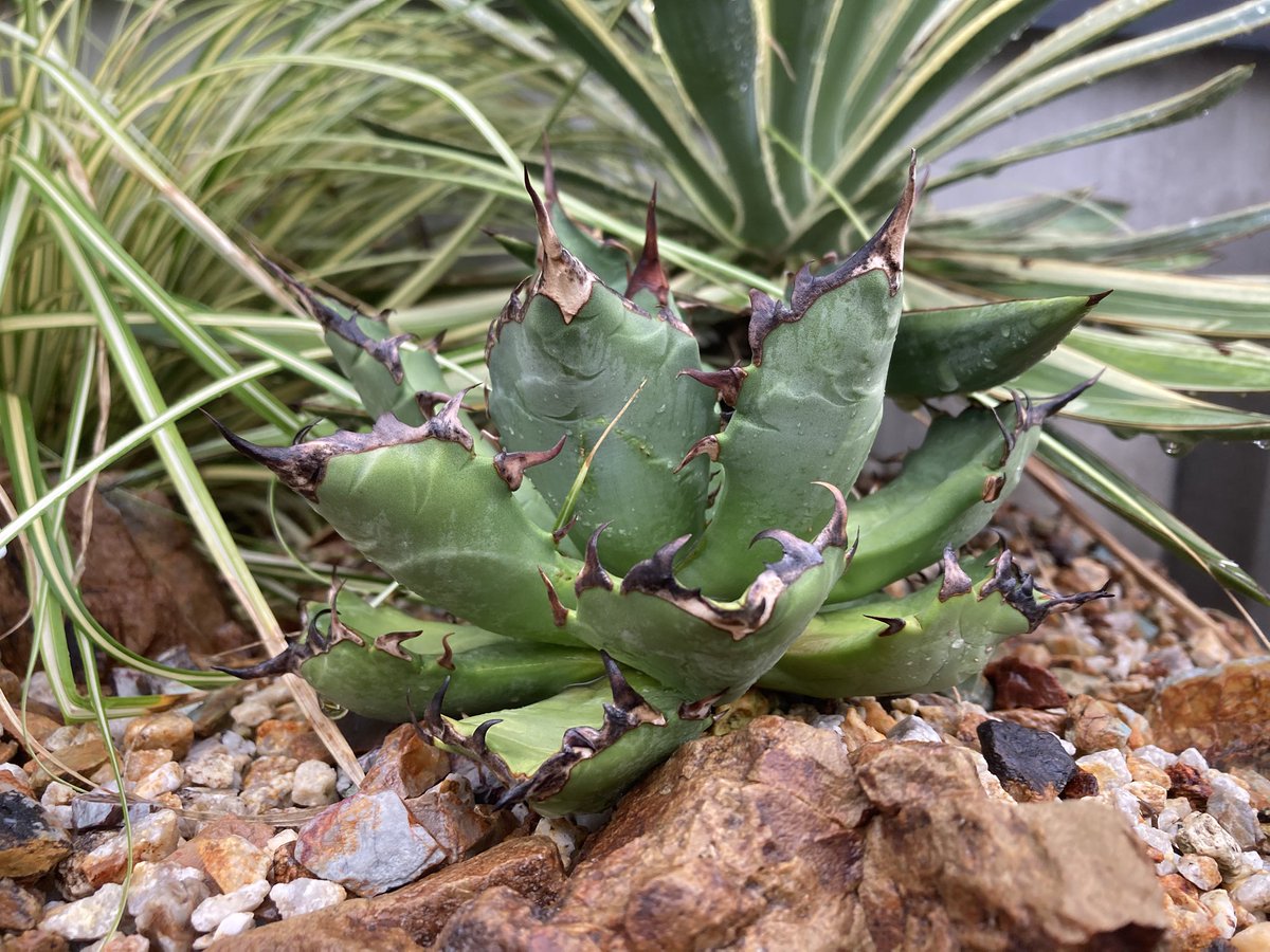 sokojibu's tweet photo. 地植えのチタノタたちも順調です https://t.co/GI5WuC04G6