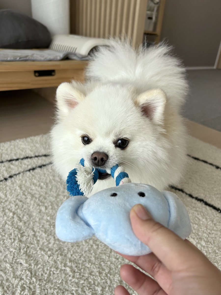 ケルベロス（ポメラニアン） (@cerberus_pome) / Posts / X