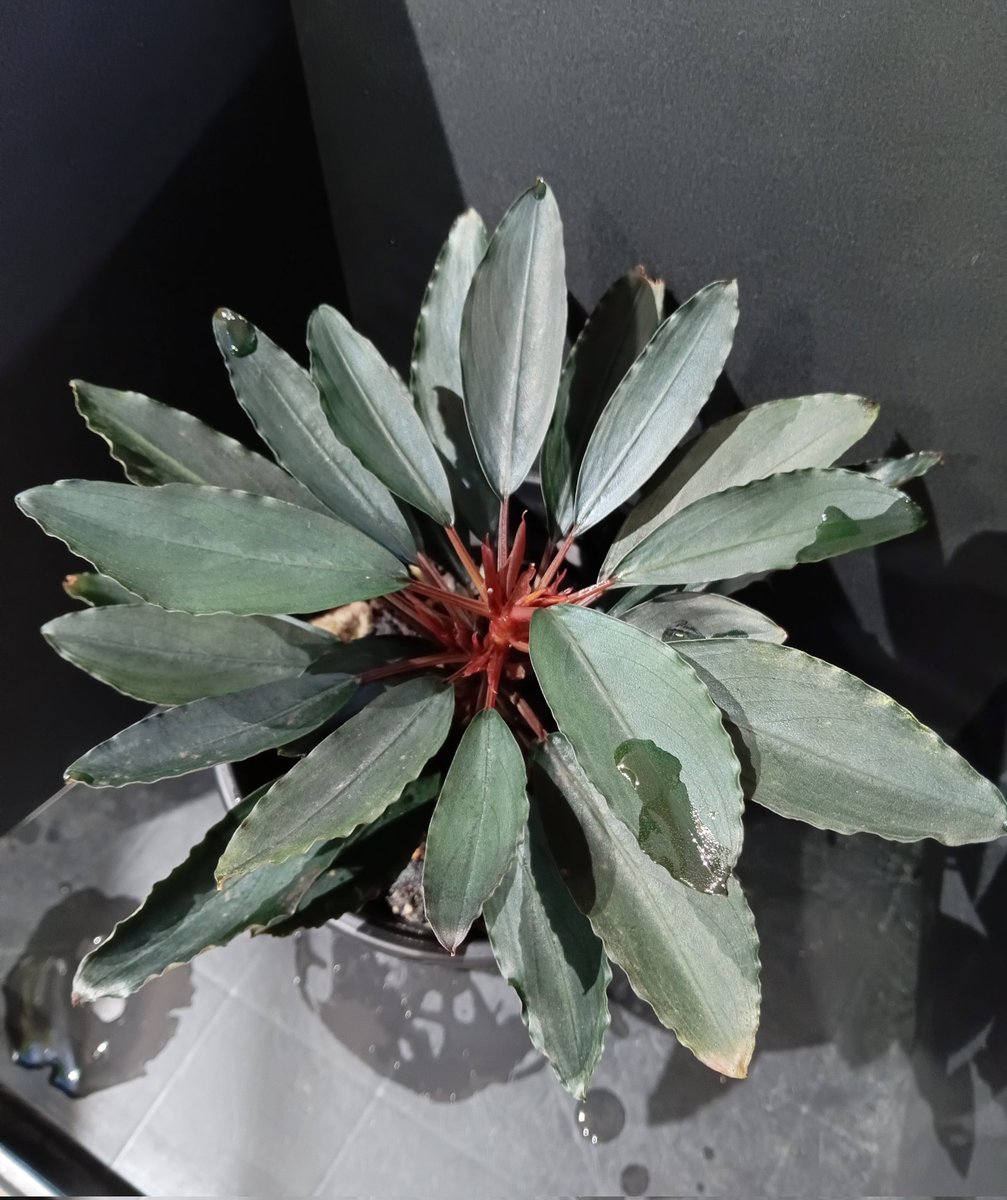 Bucephalandra sp. Deep Purple from Kapuas【AZ1011-XX】AZ便 植替え