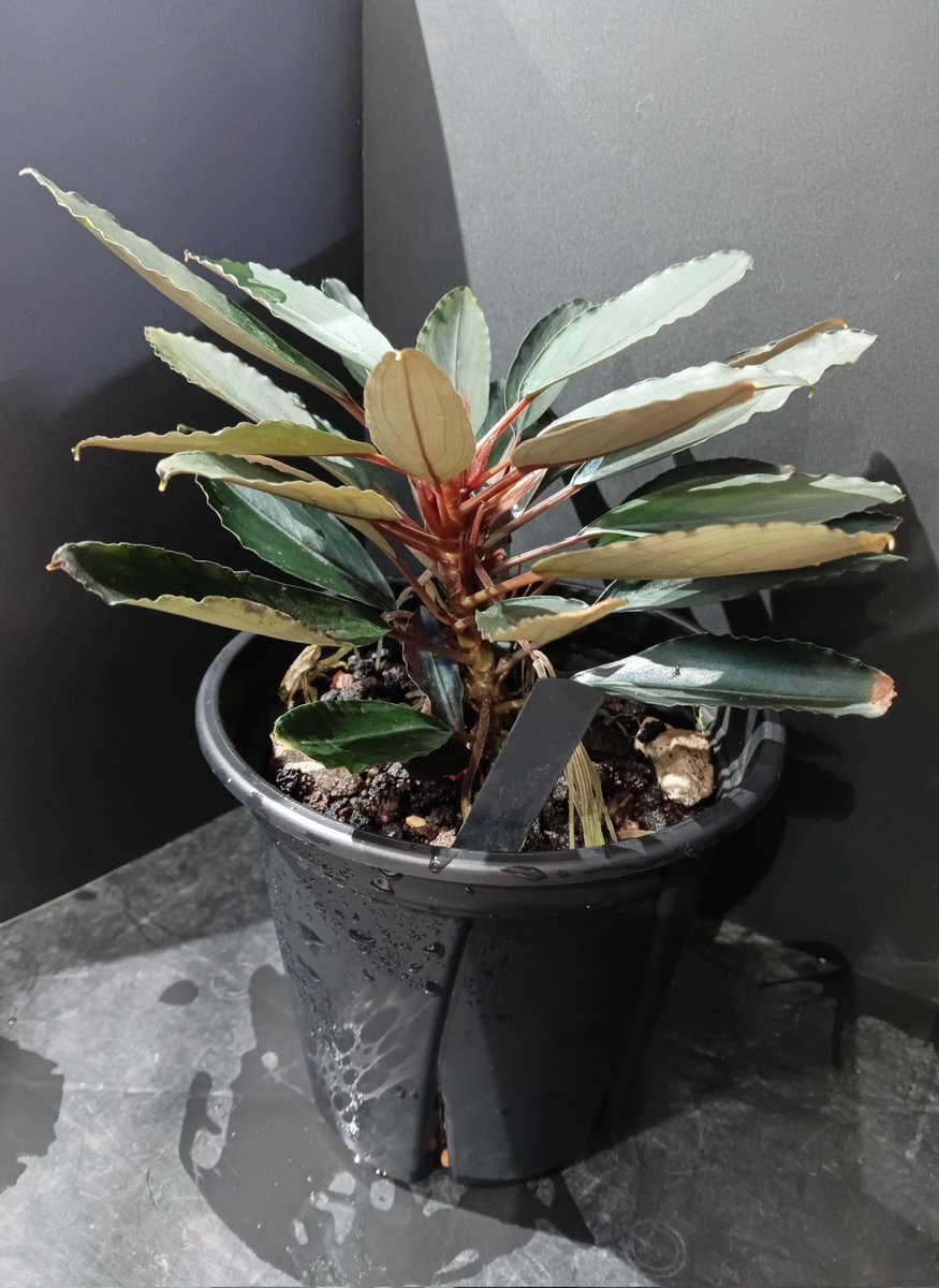 Bucephalandra sp. Deep Purple from Kapuas【AZ1011-XX】AZ便 植替え