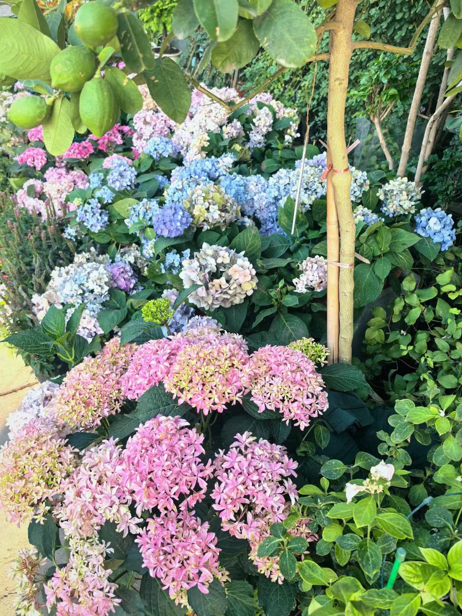 n20070808's tweet photo. 又爱又恨的花市 https://t.co/74EIzgUOzw