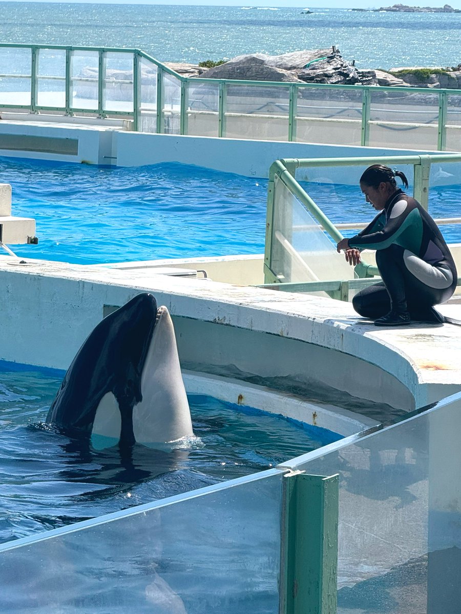 usagi_orca_'s tweet photo. ララとトレーナーさん🩵🤍
お客さんの声援に応えるように笑顔で頑張っていました♡ https://t.co/30S4Itjzvj