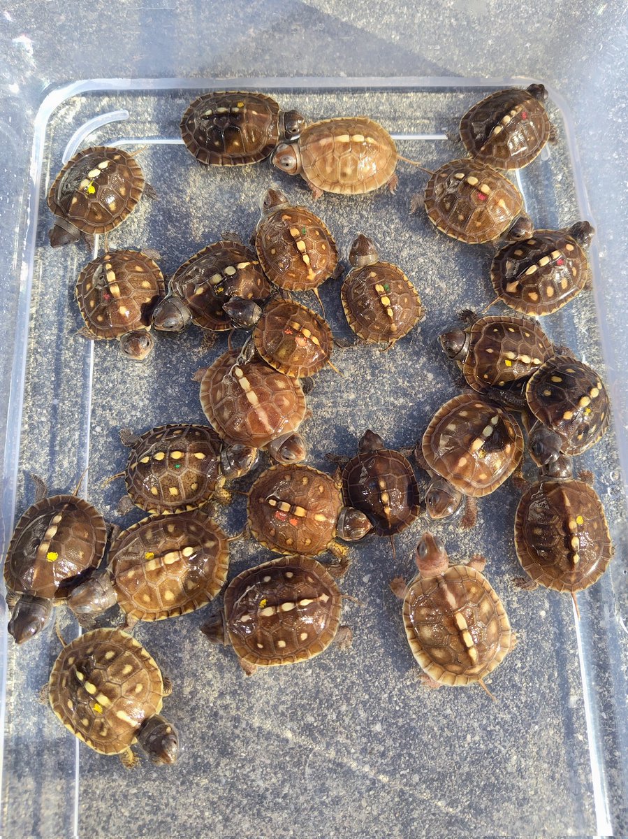 34_wgnc's tweet image. トウブハコガメ2025CBです。
2枚目は他の子とはちょっと違う子達で、今年も生まれて来てくれました。
おそらくt＋アルビノかと思われます。　(^⁠_⁠^)
#トウブハコガメ
#Easternboxturtle 
#Terrapenecarolinacarolina 
#Positivealbino 
#t_plus_albino
#burikura